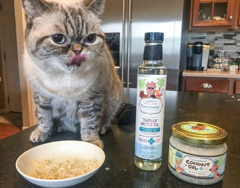 Sebastian the cat and CocoTherapy CoconutOil