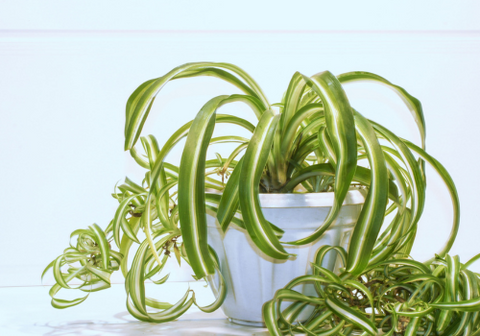 Spider plant