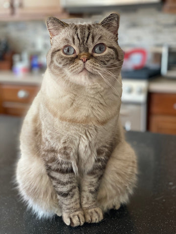 Cat sitting up and looking at camera