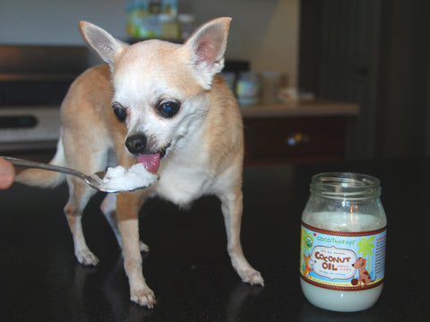 Chihuahua enjoys CocoTherapy Coconut Oil