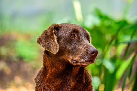 Closeup of a brown dog