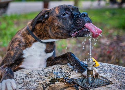 Dog drinking from water fountain