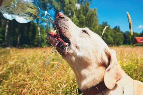 Dog drinking water from bottle during the summer