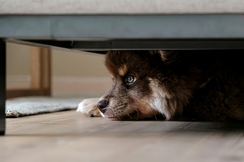 Dog hiding under bed because of anxiety