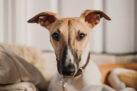 Dog looking at camera for CocoTherapy