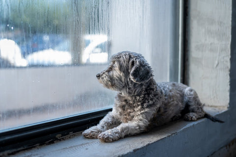 Dog looking out window