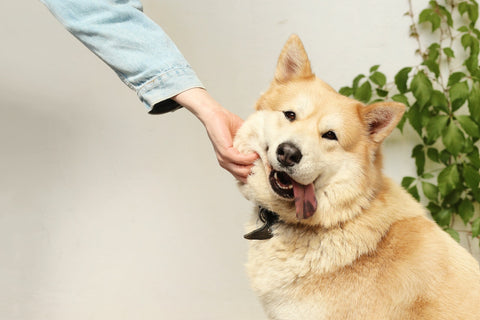 Petting dog CocoTherapy