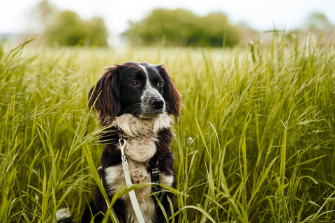 Closeup of a dog sitting in a field of grass