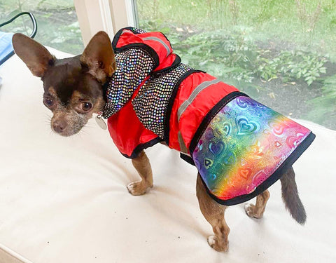 Dog in a protection vest