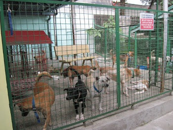 Giving back CocoTherapy - Unless under quarantine, most of the cats and dogs are kept in common areas