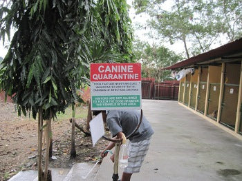 Giving back CocoTherapy - Newly rescued dogs are isolated and quarantined in separate kennels.