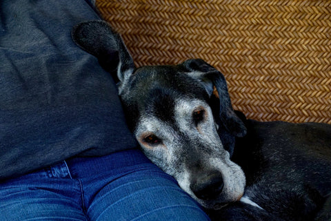 Old dog resting with owner