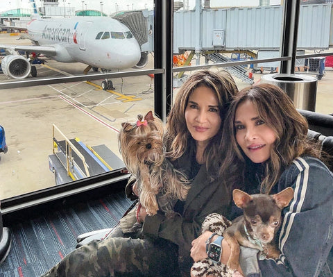 Women flying on an airplane with dogs