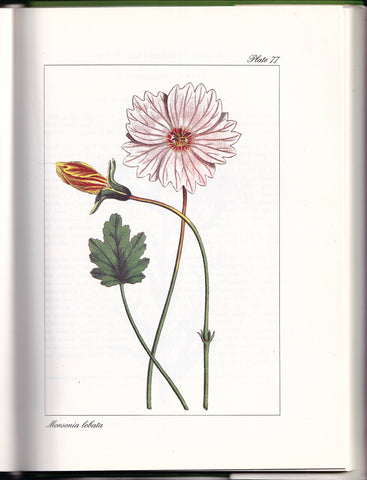 botanical print from book