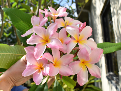 light pink plumeria