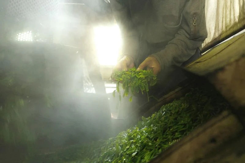 Étuvage vapeur des feuilles de thé Gyokuro au Japon