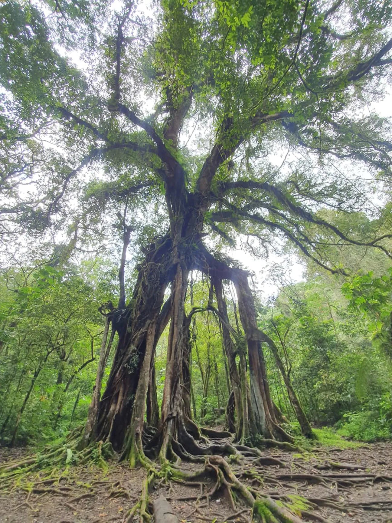 クブンラヤ植物園の霊木ガジュマル