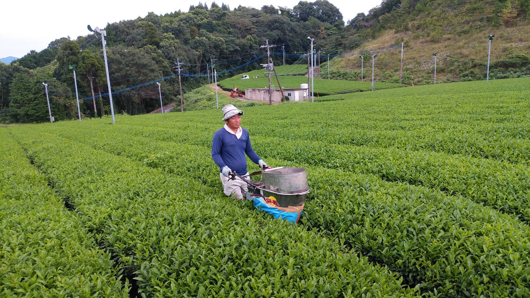 matcha harvest