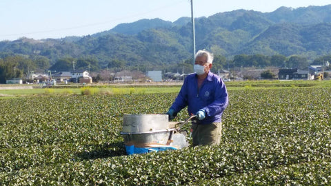 Japanese Tea Farmer Fertilizing Tea Fields