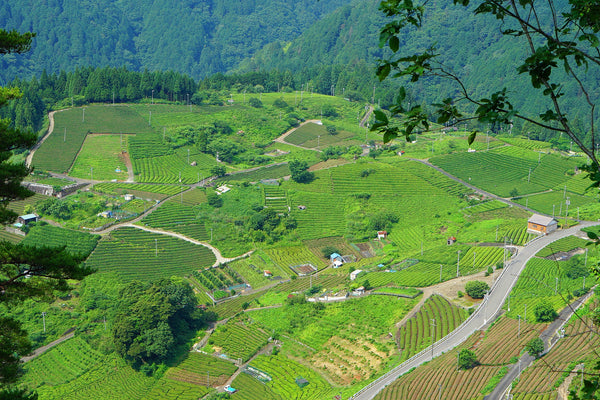 Japan Tea Field 