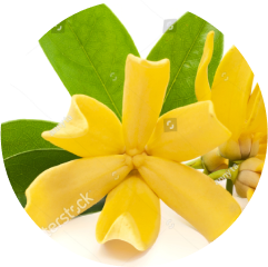 Ylang Ylang Flower-ingredient-img