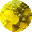 Camelina Seed Oil-ingredient-img