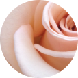 Rose Extract-ingredient-img