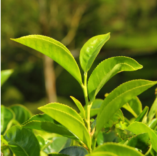 White Tea Leaf Extract-ingredient-img