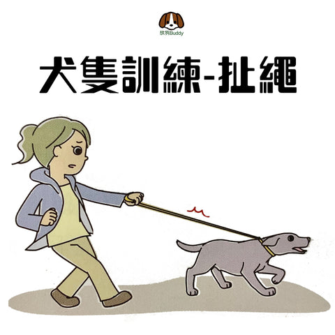 寵物保姆 犬隻訓練 扯繩