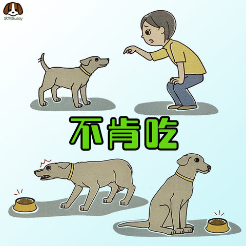 寵物保姆 幼犬訓練 - 不願意吃東西