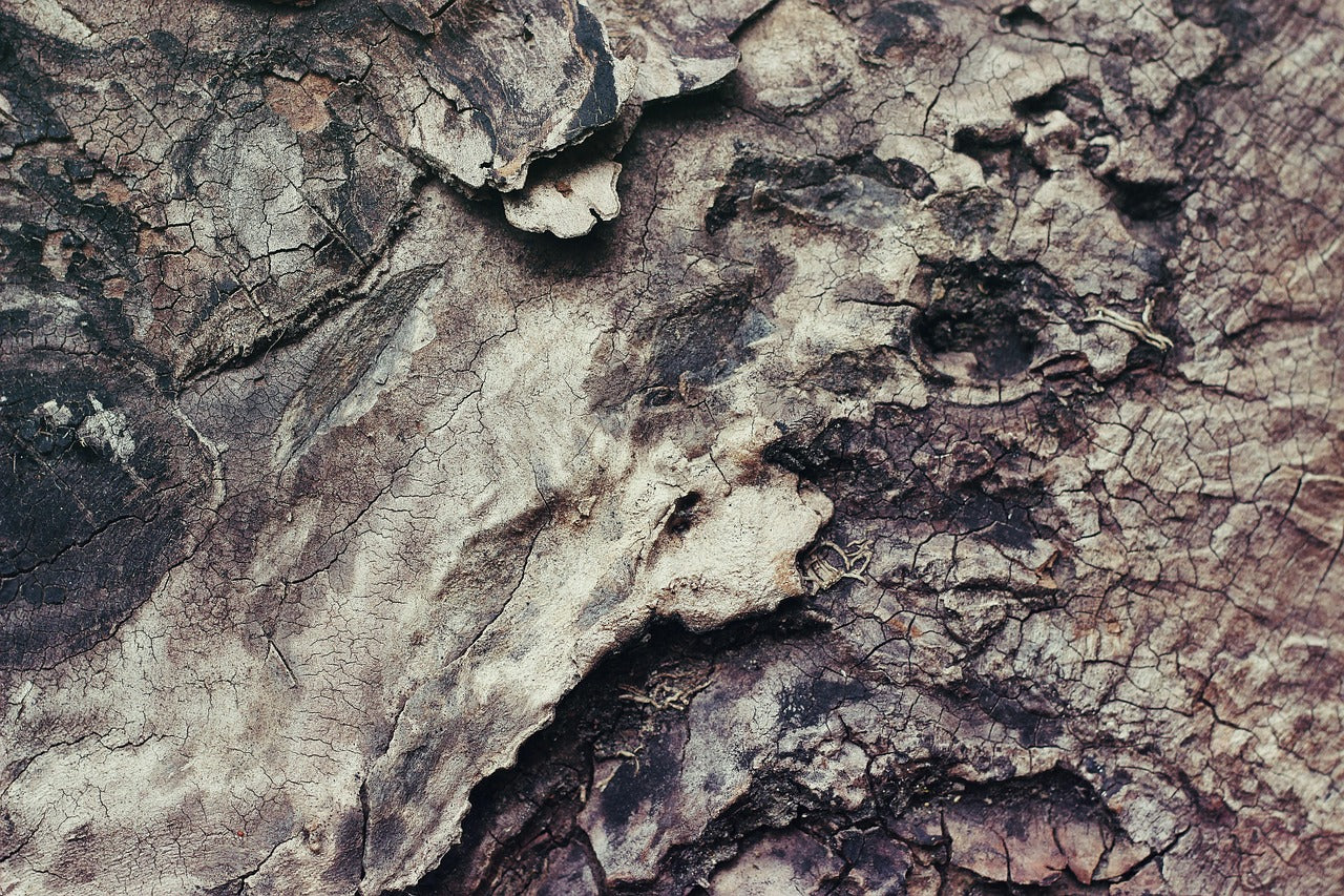 Close-up of aged tree bark texture, highlighting the natural source of benzoin resin used in incense blends.