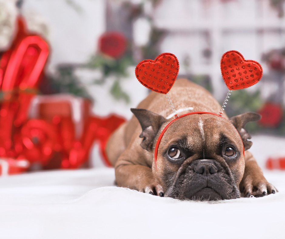 Pug dressed in Valentine's Day gear at Design Life Kids