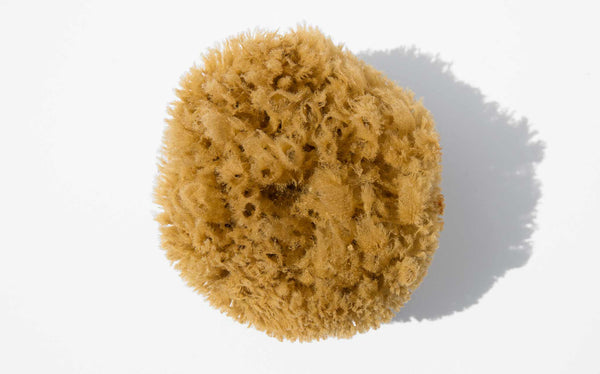 Natural Sea Sponge | Kindred Black