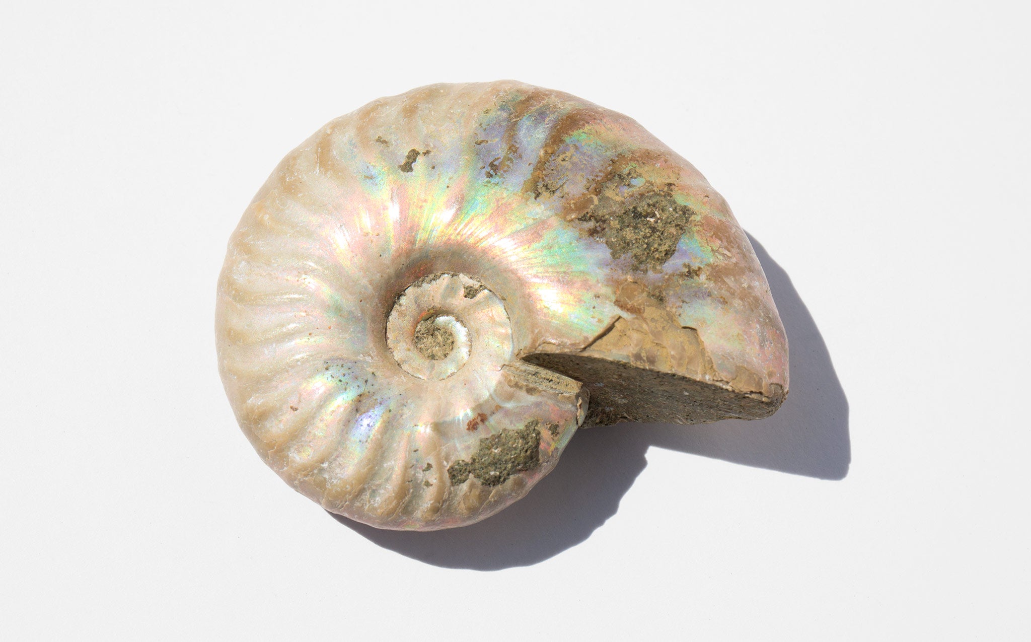 ammonite sex