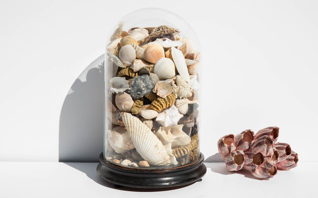 Specimen Dome With Shell Collection Kindred Black