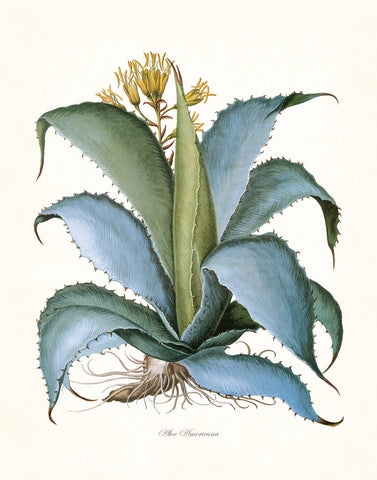 Aloe Americana Botanical Art Print
