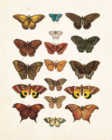 Bird & Butterfly Prints – BelleBotanica