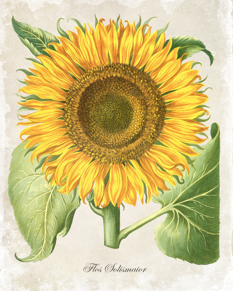 vintage sunflower drawing
