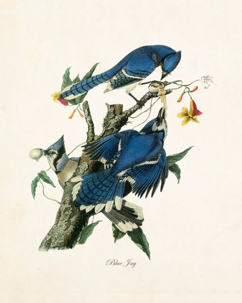 Vintage Audubon Blue Jay Print – Bellebotanica