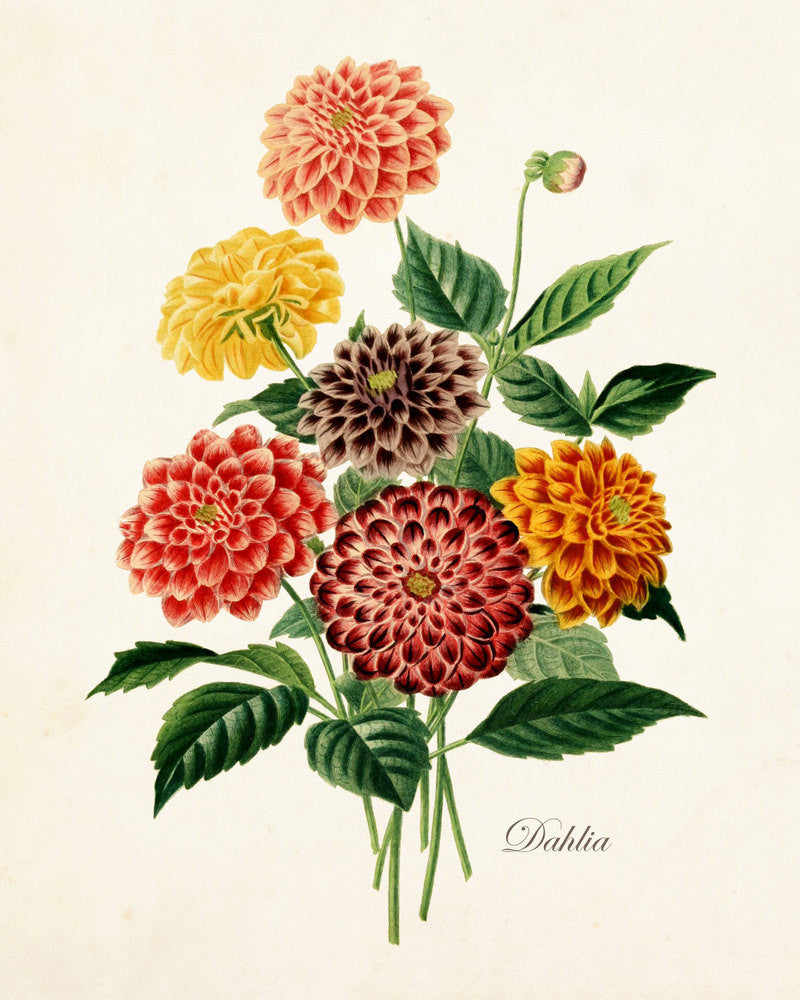 antique botanical drawings