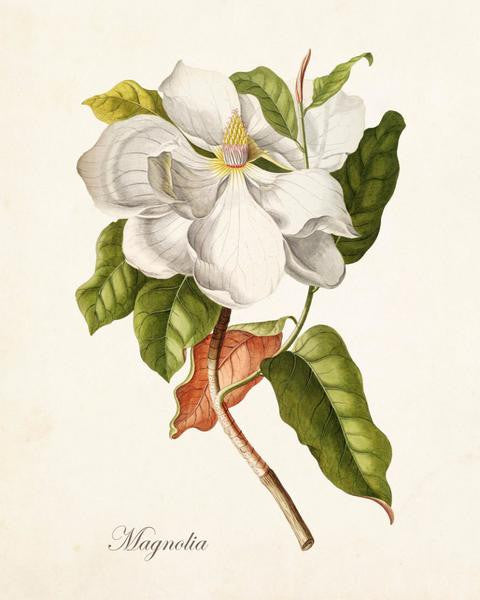 antique botanical drawings