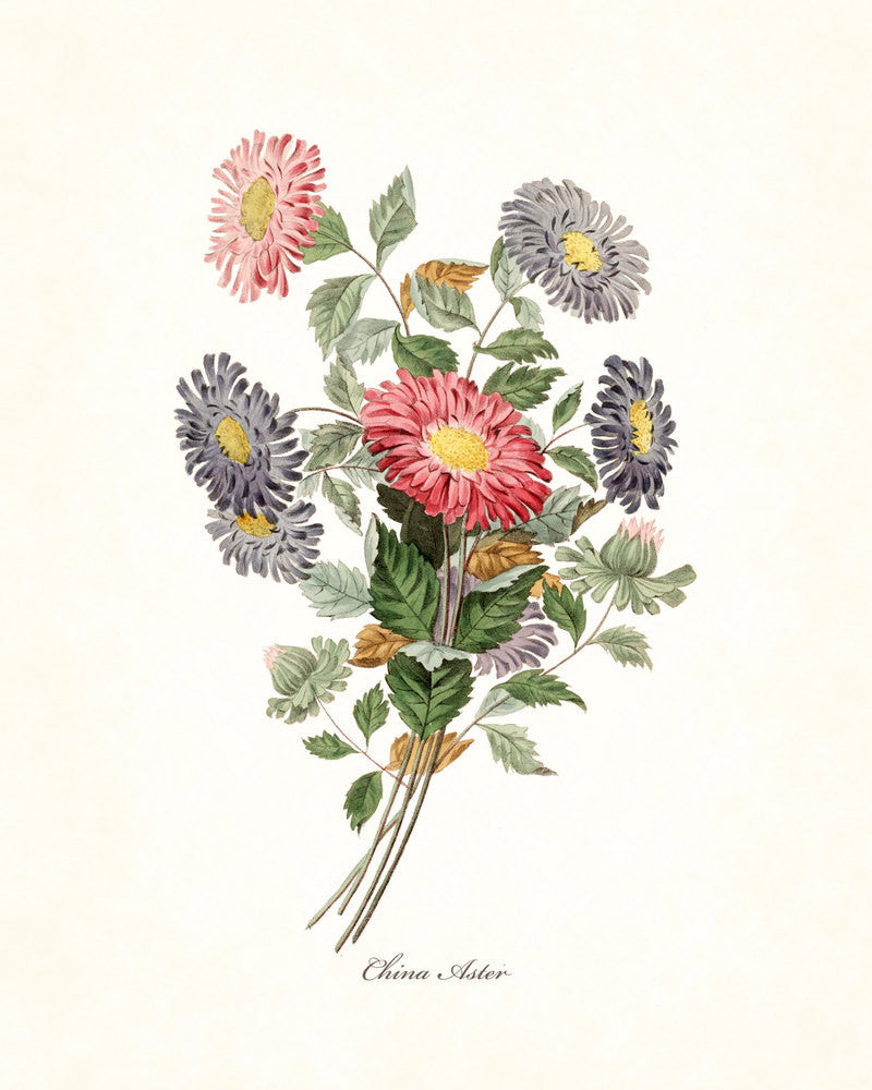 Botanical Aster