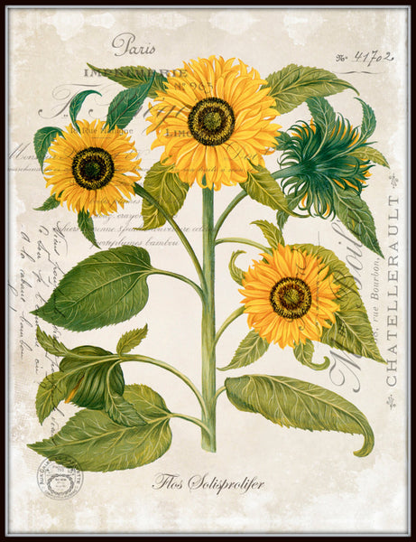 French Sunflower Trio No. 2 - Botanical Art Print – BelleBotanica