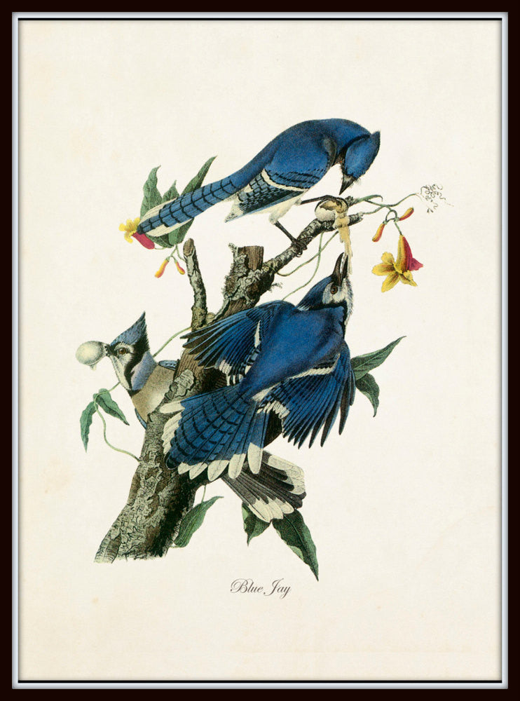 Vintage Audubon Blue Jay Print – BelleBotanica