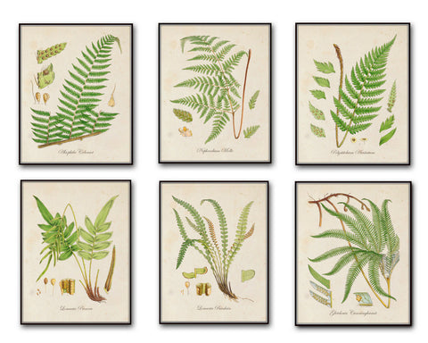 Ferns & Trees – BelleBotanica