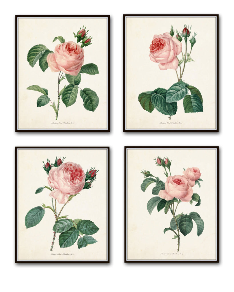 Redoute Roses Botanical Print Set No. 1 – BelleBotanica
