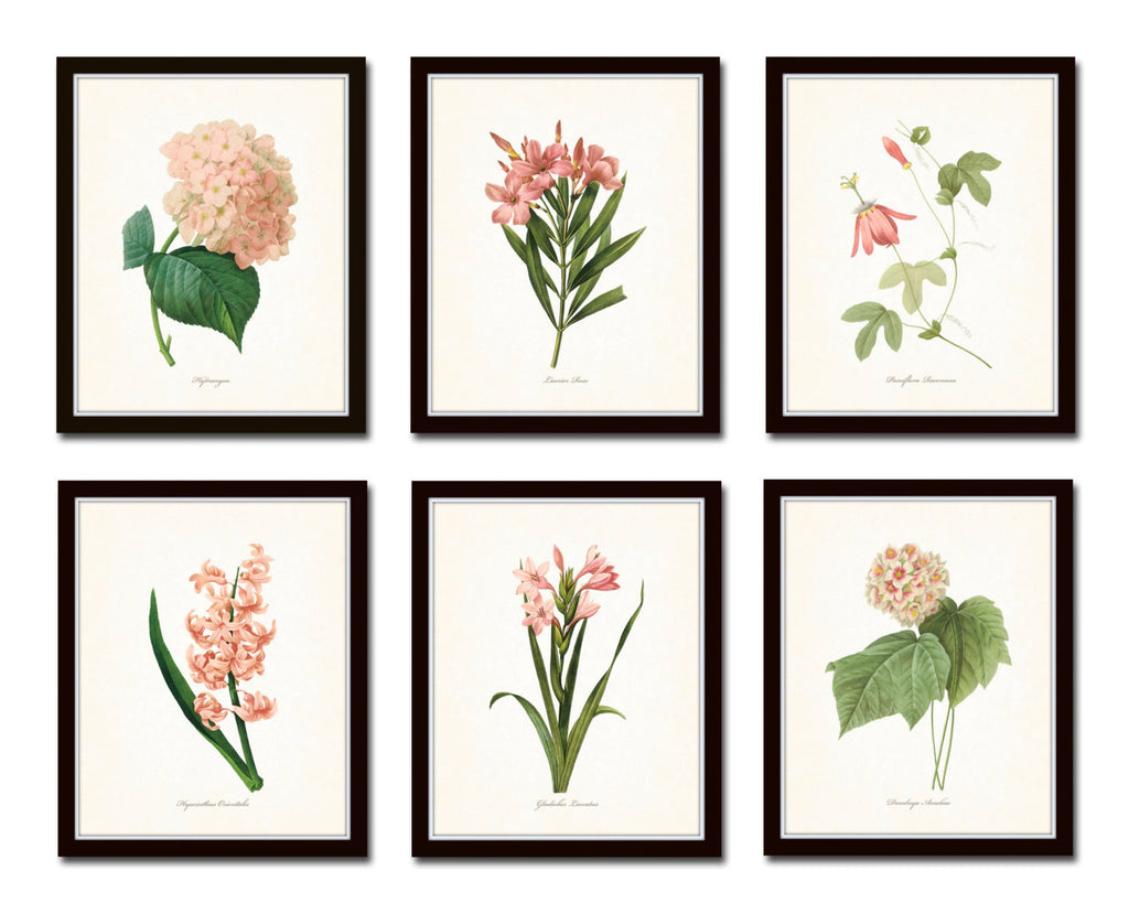 antique botanical drawings