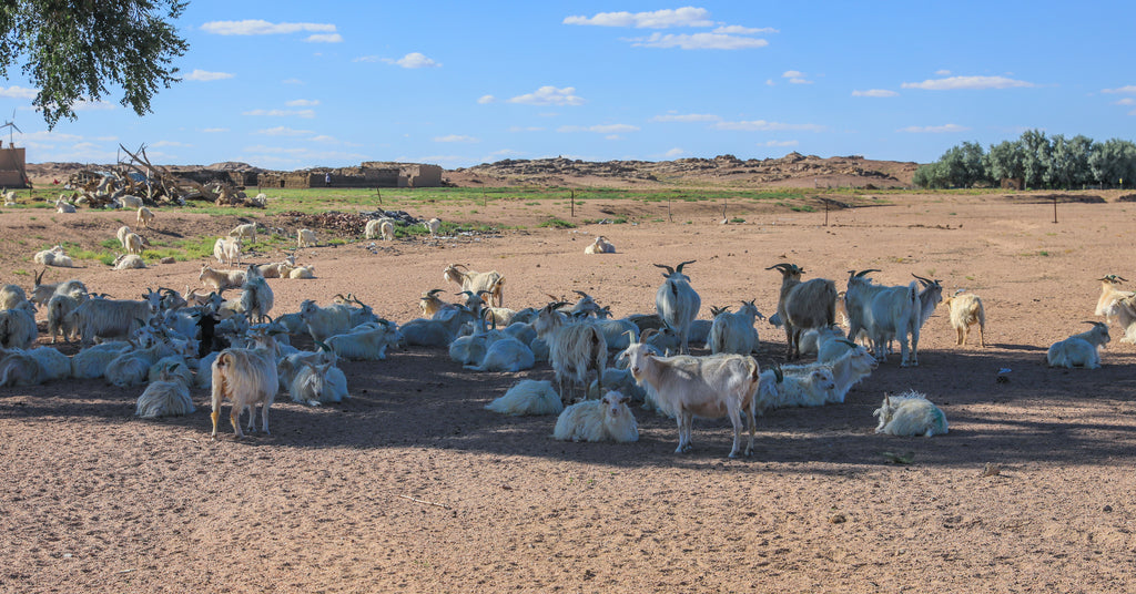 Resting Goats