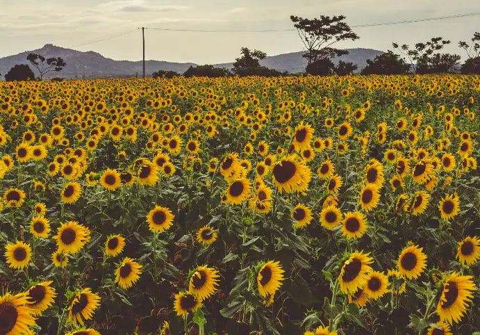Champ de tournesols