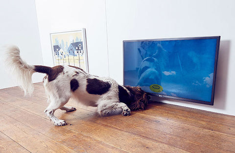 Първата изложба, предназначена за кучета е вече факт - тема в блога на Twelve O'clock